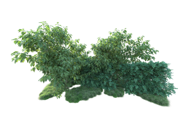 Siyah arkaplanda izole edilmiş bir sonbahar yeşil ağacının 3 boyutlu görüntülenmesi