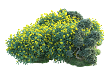 Siyah arka planda izole edilmiş 3 boyutlu bir çalı ağacı.