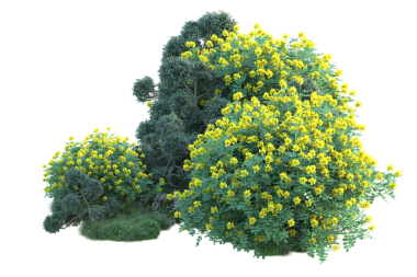 Çiçek şeklinde izole edilmiş sarı bir ağaç..