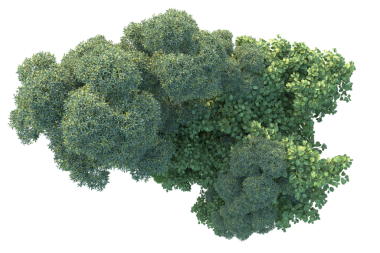 Siyah arkaplanda 3 boyutlu yeşil bitki görüntüleme