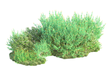 Beyaz arkaplanda izole edilmiş bir çalılığın 3 boyutlu yansıması