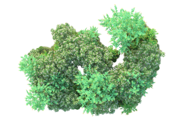 Siyah zemin üzerinde siyah izole edilmiş 3 boyutlu yeşil ağaçların oluşturulması