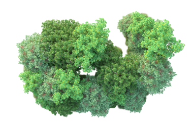 Beyaz arkaplanda izole edilmiş yeşil ağaç.