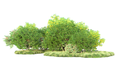 beyaz arkaplanda yeşil ağaç