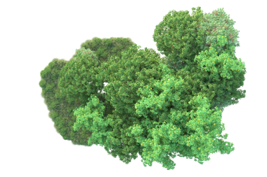 beyaz arkaplanda izole edilmiş yeşil ağaç