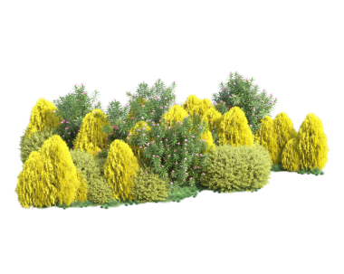 Beyaz arkaplanda yeşil çalı izole