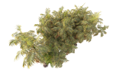 Beyaz üzerine izole edilmiş Noel ağacı