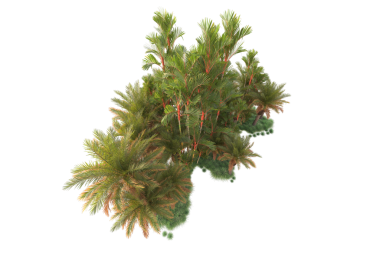 çam ağacı siyah arkaplanda izole edildi