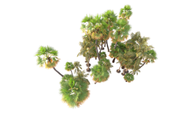 beyaz arkaplanda yeşil ağaç