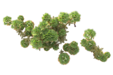 Beyaz arkaplanda yeşil çalı izole