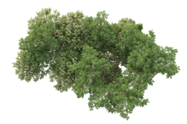 beyaz arkaplanda izole edilmiş yeşil ağaç.