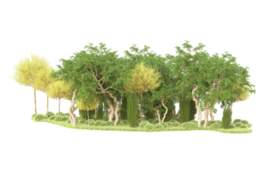 Ağaç izole beyaz arkaplan