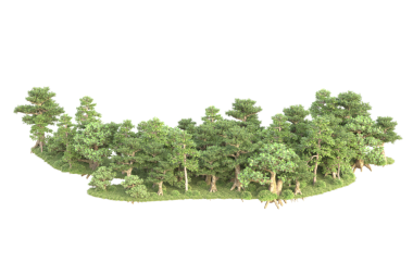 beyaz arkaplanda izole edilmiş yeşil ağaç.