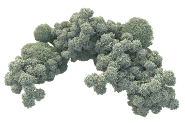 Siyah brokoli beyaza izole edilmiş.