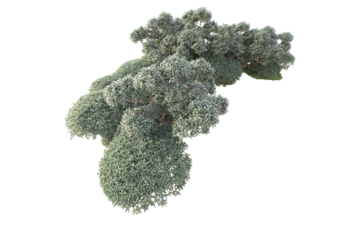 Bakterinin 3 boyutlu çizimi.