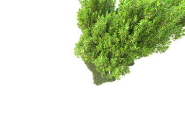 Beyaz arkaplanda yeşil yosun izole edilmiş.