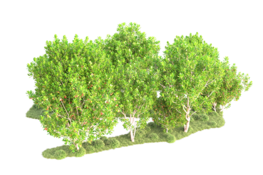 Beyaz arkaplanda izole edilmiş ağaç