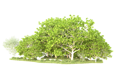 kırpma yolu olan izole yeşil ağaç