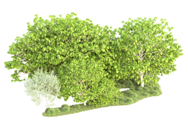 beyaz arkaplanda izole edilmiş yeşil ağaç