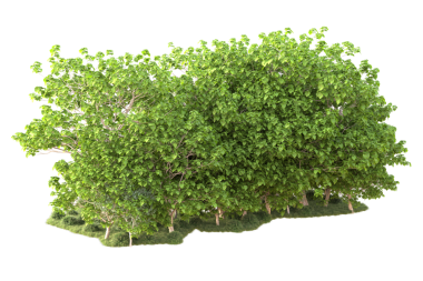 beyaz arkaplanda izole edilmiş yeşil ağaç