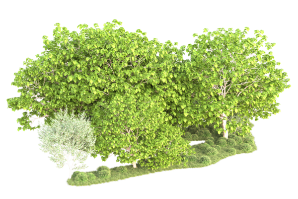 beyaz arkaplanda izole edilmiş yeşil ağaç