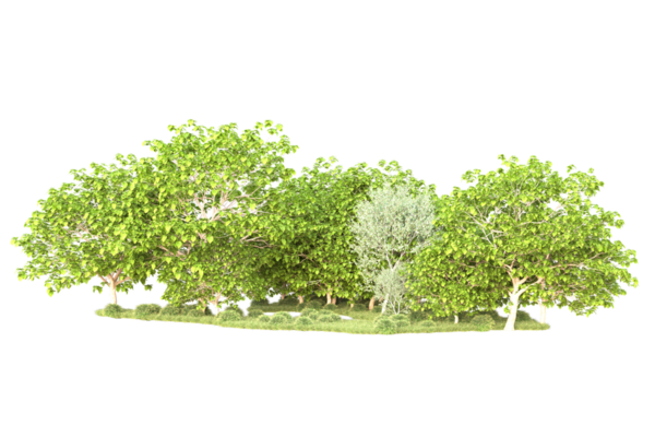 Beyaz arkaplanda izole edilmiş ağaç.