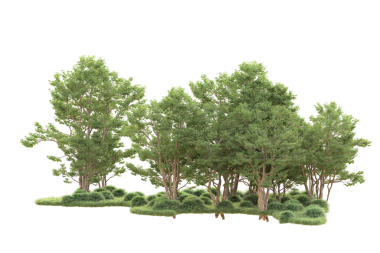 beyaz arkaplanda yeşil ağaç