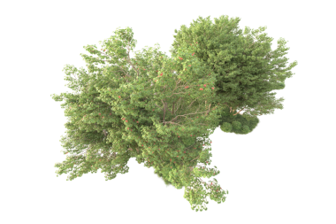 siyah arka plan üzerine izole yeşil ağaç