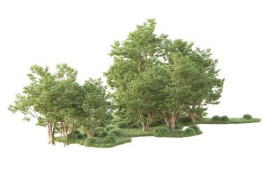 Beyaz arkaplanda 3 boyutlu ağaç oluşturma