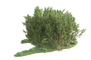 Siyah arkaplanda izole edilmiş yeşil çam ağacı