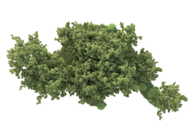 Beyaz arka planda izole edilmiş yeşil ağaç. 3d illüstrasyon.