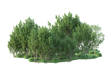 Beyaz arkaplanda ağaç