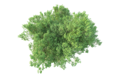 Yeşil yosunlu ağaç siyah arkaplanda izole edildi