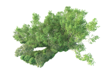 arkaplandaki izole ağaç.