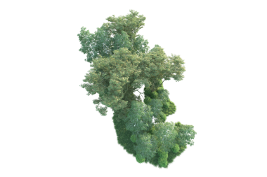 ağaç üzerinde beyaz izole