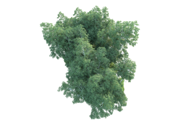 Beyaz arkaplanda izole edilmiş yeşil ağaçlar.