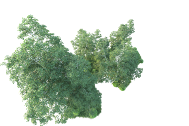 Siyah arkaplanda izole edilmiş yeşil orman