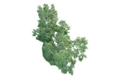 Bir ağacın 3 boyutlu çizimi