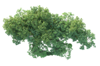 Yapraklı ağaç, 3 boyutlu illüstrasyon