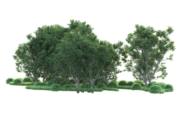 Siyah arka planda izole edilmiş yeşil ağaç. 3d oluşturma