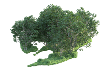 Beyaz arkaplanda izole edilmiş ağaç