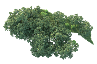 Siyah arkaplanda 3 boyutlu yeşil akçaağaç çizimi