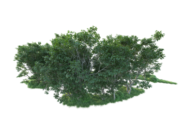 izole edilmiş siyah arkaplanda yeşil ağaç