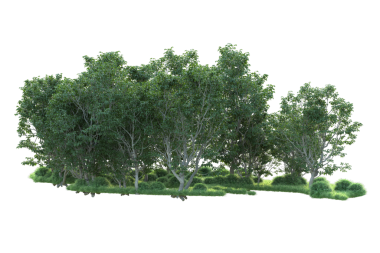 Siyah arkaplanda kırpma yolu ile izole edilmiş 3 boyutlu yeşil ağaç görüntüleme.