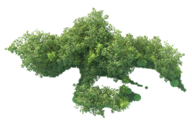 Beyaz arka planda yeşil yapraklı ağaç