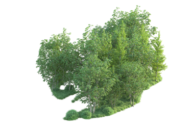 Siyah arkaplanda izole edilmiş ağaç