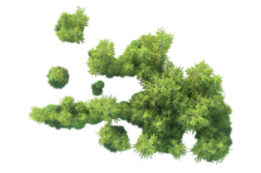 Beyaz arkaplanda yeşil çalı izole