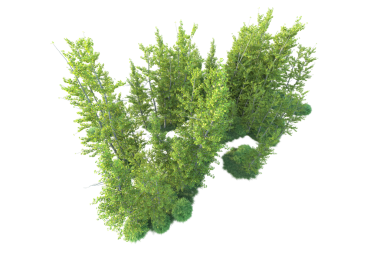 beyaz arkaplanda izole edilmiş yeşil ağaç