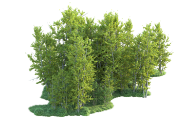 Siyah arka planda izole edilmiş yeşil bir akçaağaç 3 boyutlu görüntüsü