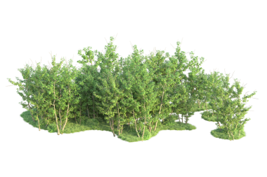 Beyaz arkaplanda yeşil çalı izole